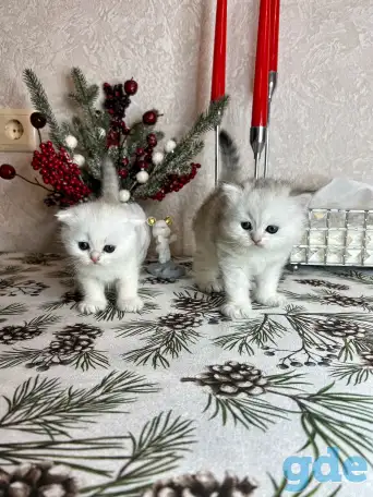 Шотландский котенок, фотография 1