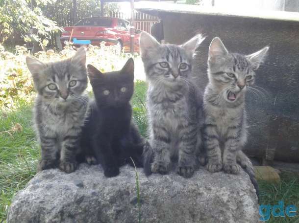 Котята в добрые руки, фотография 1