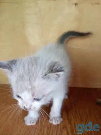 Котята милашки, фотография 2