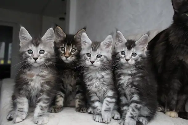 Мейн кун котята!, фотография 4