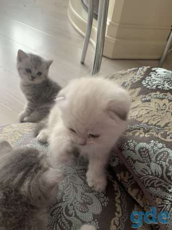 Продам котят шотландской вислоухой, фотография 15