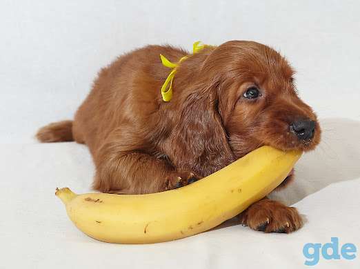 Щенок ирландского красного сеттера, фотография 2