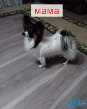 Щенки Папийон, фотография 1