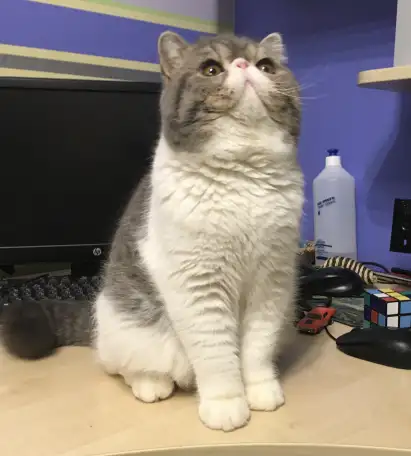 Экзотические короткошёрстные котята, фотография 16