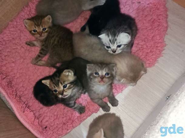 Шотландские котята, фотография 7