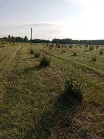 Продам фермерское хозяйство, фундук, фотография 2