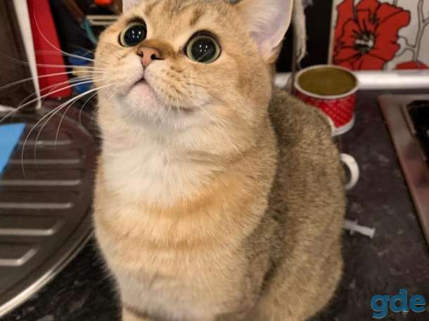 Вязка кота, фотография 2