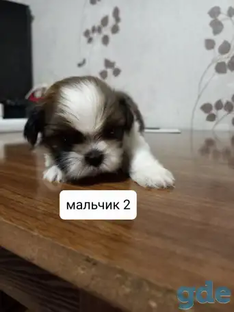 Продаются щенки ши тцу, фотография 4
