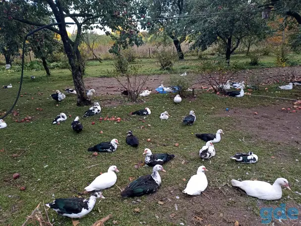 Продам индауток, фотография 2