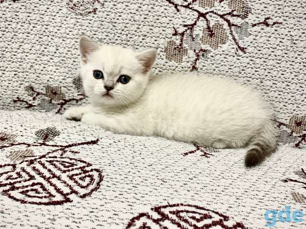 Чистокровные шотландские котята, фотография 2