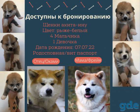 Щенки Акита-Ину, фотография 1