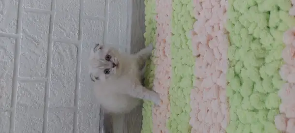 Шотландские вислоухие котята, фотография 2