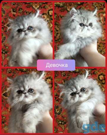 Персидские котята. Экстремалы., фотография 5