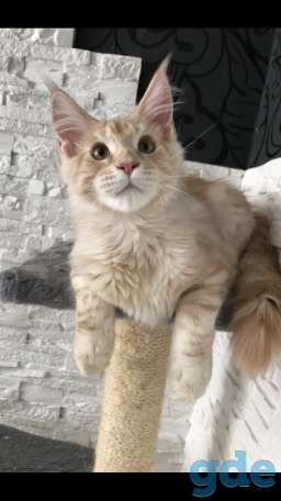 Котёнок мейн-кун, фотография 5