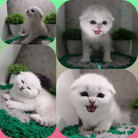 продажа котят, фотография 2
