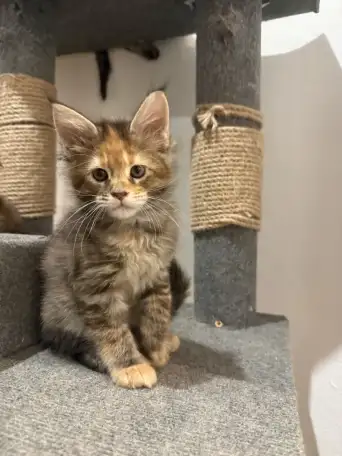 Котята мейн-кун, фотография 2