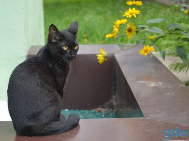 Милашка кошечка ищет дом, фотография 2