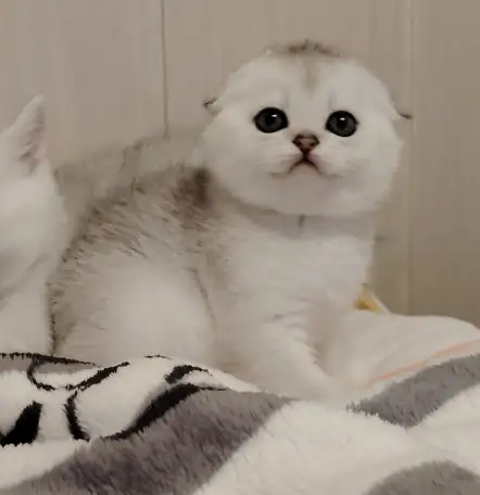 Шотландские котята., фотография 1