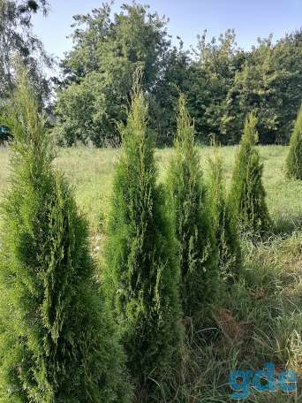 Продам дом с  большим участком, фотография 3