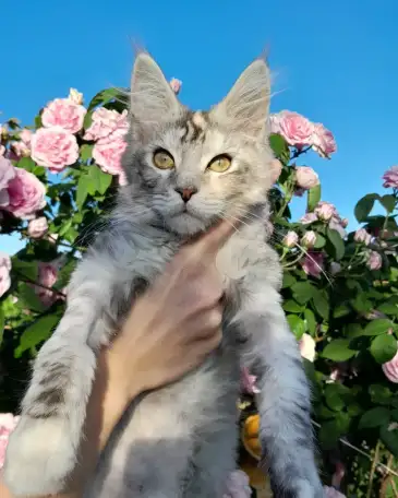 Мейн кун, фотография 7