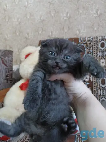 Шотландские котята, фотография 4