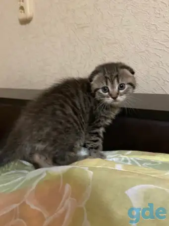 Шотландские котята, фотография 1