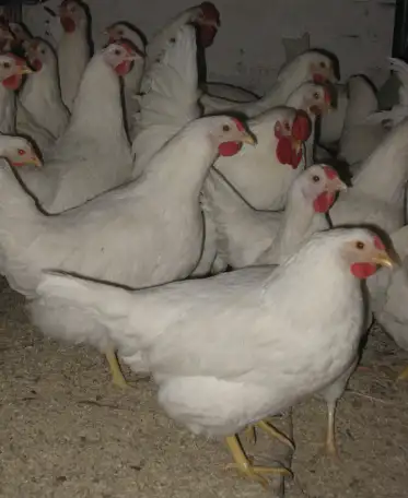 Продам кур несушек, фотография 1