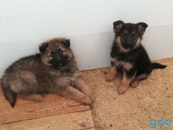 щенки Немецкие овчарки, фотография 4