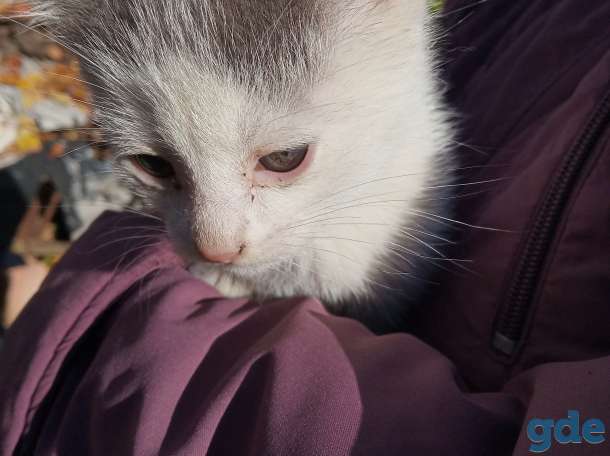 Отдадим даром котят, фотография 5