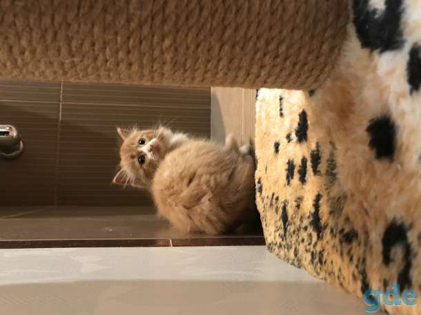 Котёнок рыжий, фотография 2