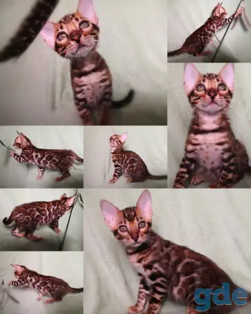 Бенгальские котята, фотография 4