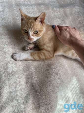 Котенок ищет дом, фотография 2
