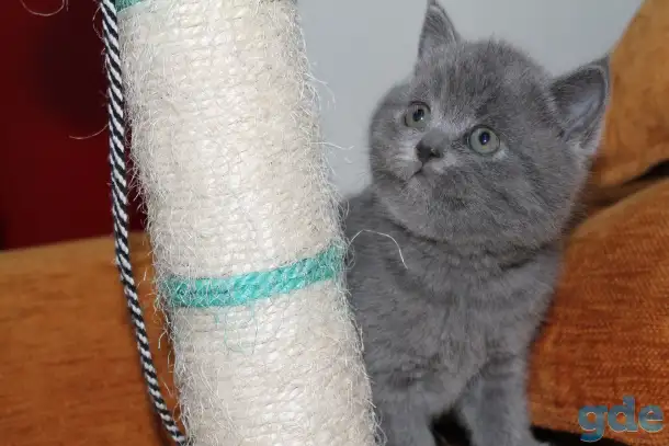 Британские котята, фотография 4