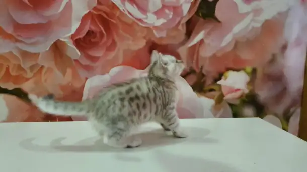 Шотландский котёнок, фотография 2