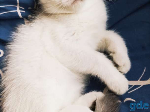 Чистокровные шотландские короткошерстные котята, фотография 1