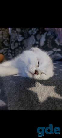 Котята, фотография 4