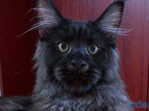 Котята Мейн Кун из Профессионального питомника, фотография 4