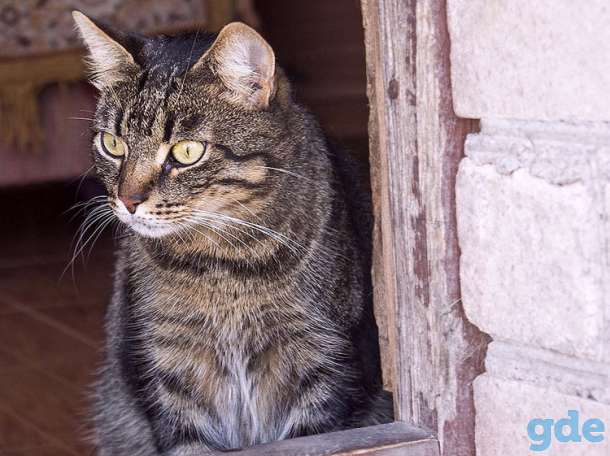 Кот Тигра, привит, кастрирован, фотография 6