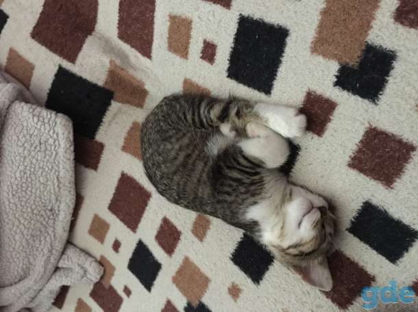 Котёнок в добрые руки, фотография 6