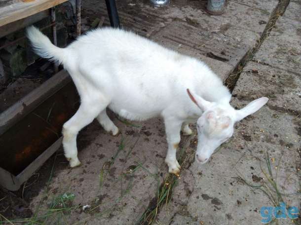 Продам козлят, фотография 4