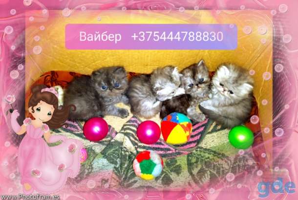 Персидские котята экстремалы чистокровные., фотография 1