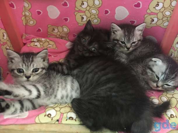Шотландские котята, фотография 6