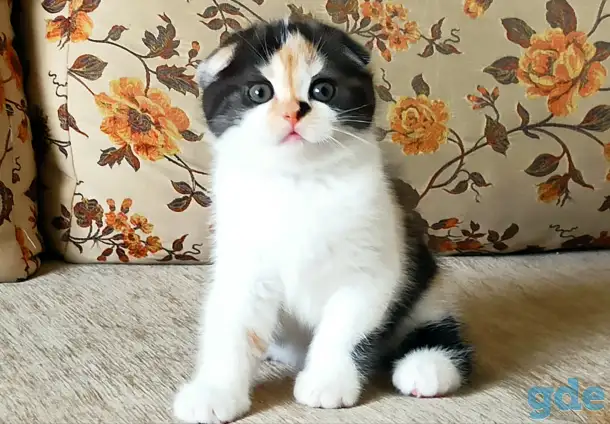 Шотландские котята яркого окраса, фотография 3