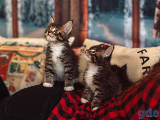 Котята мейн-кун, фотография 6