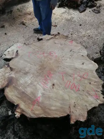 Слэбы от производителя из дуба, шпальтового бука, капового тополя, вербы, капового карагача, ясеня., фотография 8