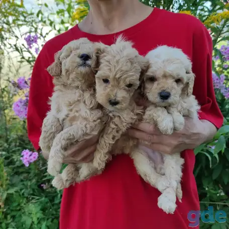 Той пуделя щенки, фотография 4