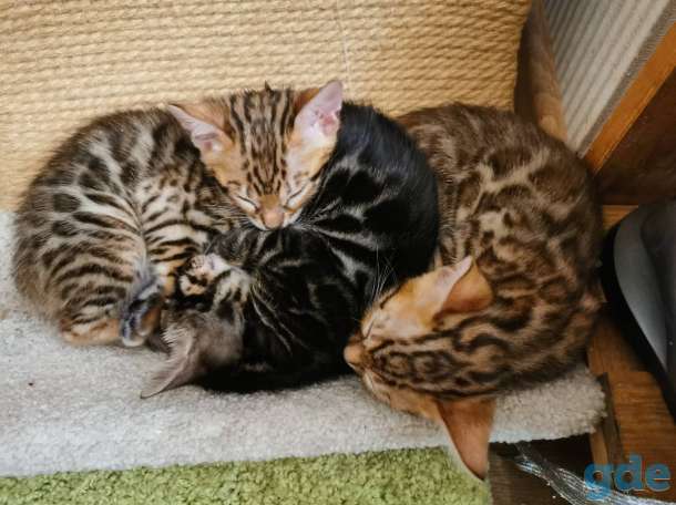 Бенгальские котята, фотография 3