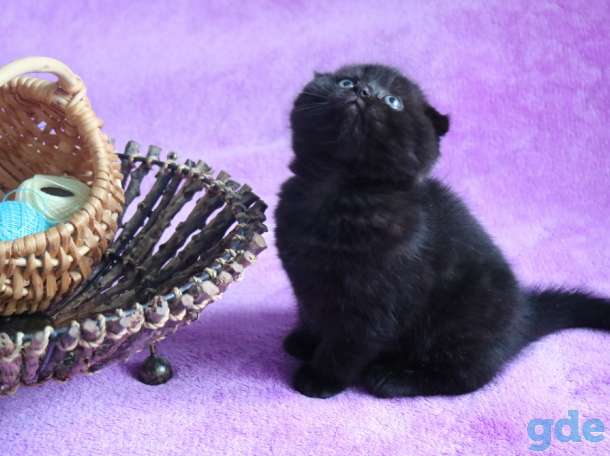 Котята, фотография 3