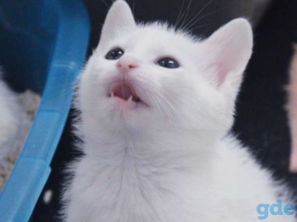 Котята бесплатно., фотография 7