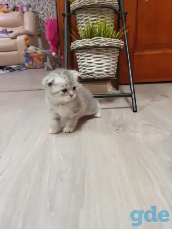 Котята, фотография 16